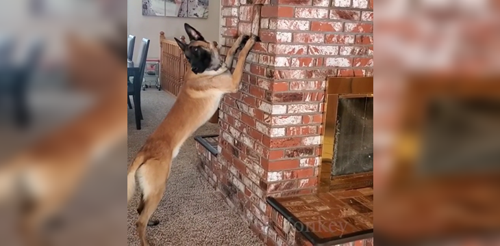 Como de película: perro juega con su pequeña dueña perfectamente a las escondidas