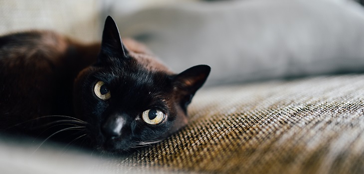 Confirman COVID-19 en gato fallecido en España: felino tenía problemas al corazón