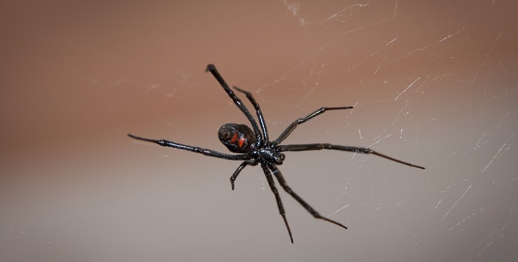 https://media.pagina7.cl/2020/05/black-widow-spider-949399_1280.jpg