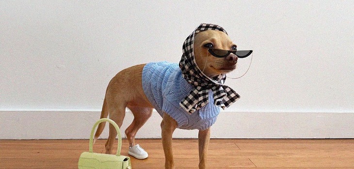 Boobie Billie la perrita fashionista que querrás seguir en Instagram