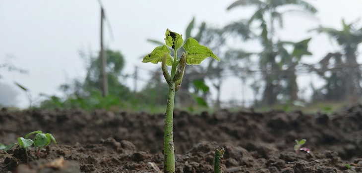 Recursos renovables, tierra, planta,