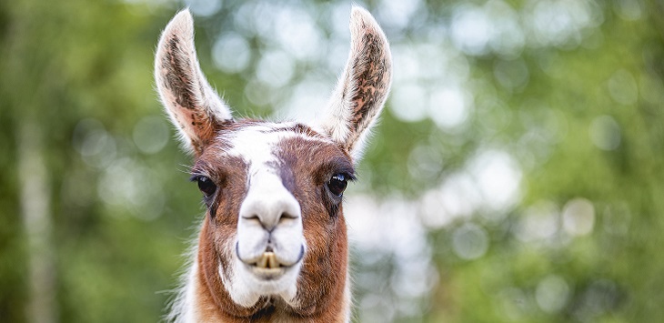 La llama, el animal clave para un futuro tratamiento contra la pandemia por COVID-19