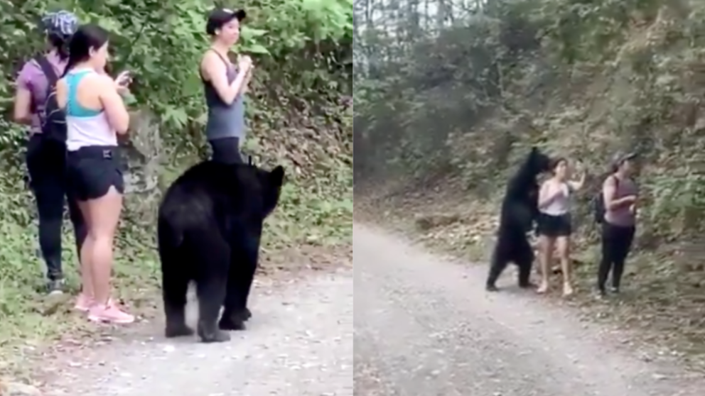 Viralizan impactante encuentro entre senderistas y un oso en México