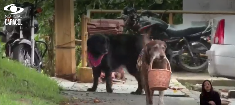 Caso de Eros, el perro 'delivery', la rompe en Colombia
