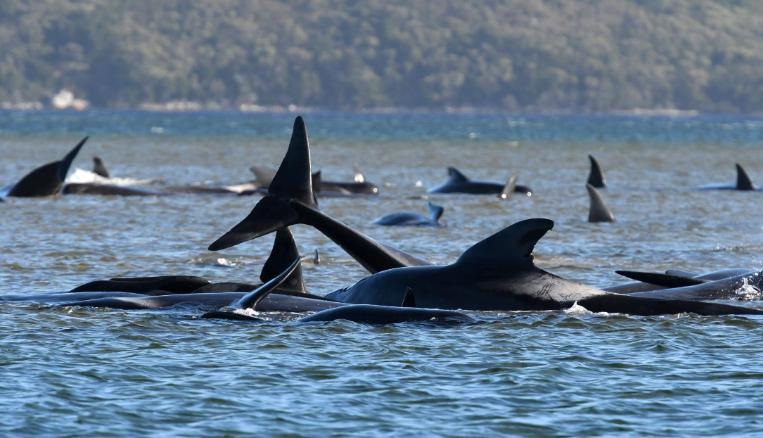 Socorristas australianos obligados a practicar eutanasia a ballenas varadas en la bahía de Tasmania