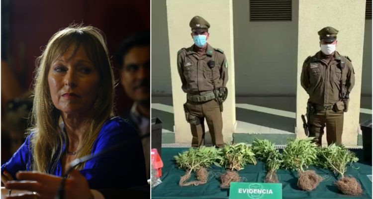 Carabineros explica allanamiento a hija de Ana María Guzmuri: tenía 5 plantas de marihuana