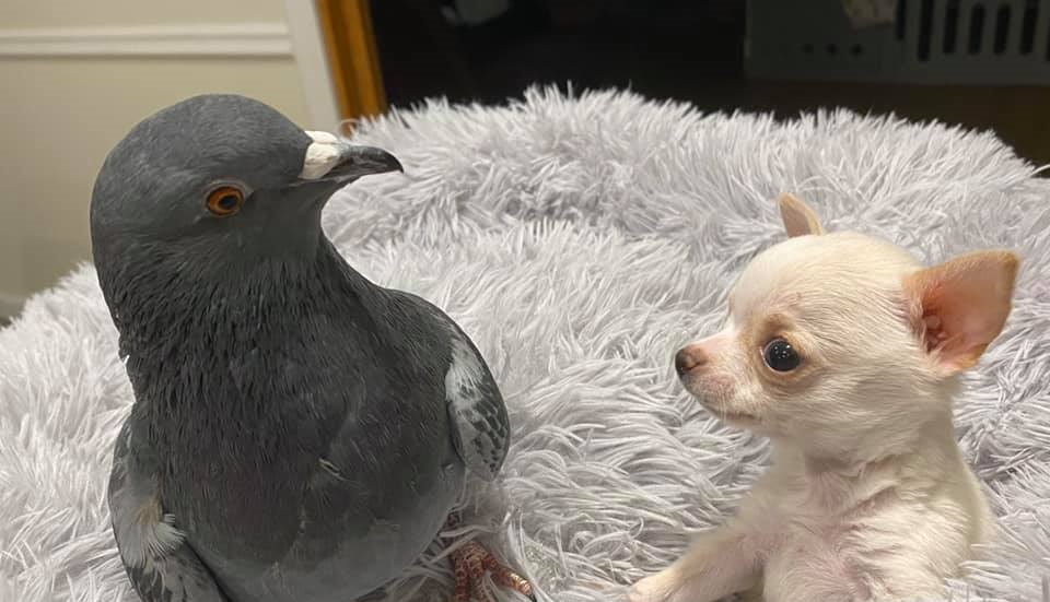 la historia viral de una paloma y un perro que unieron en una clínica para animales