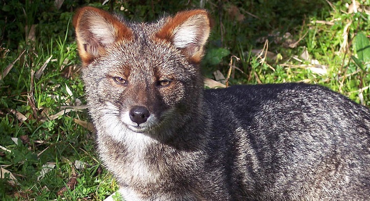 Zorro de Darwin