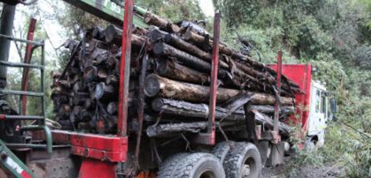 Incautan camión con madera robada en Los Ríos: sujetos quedan con arraigo nacional