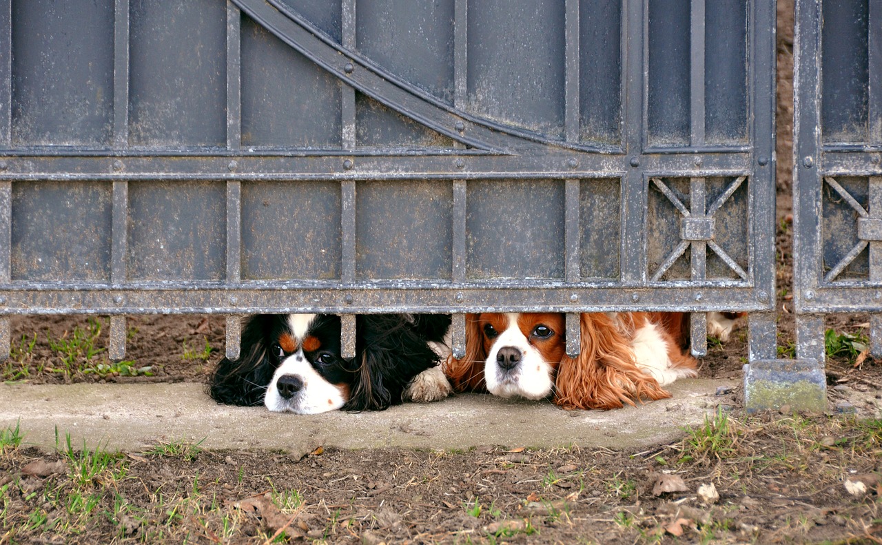 ¿trastorno Ansioso En Mascotas Consejos Para Que Tu Perro No Sufra