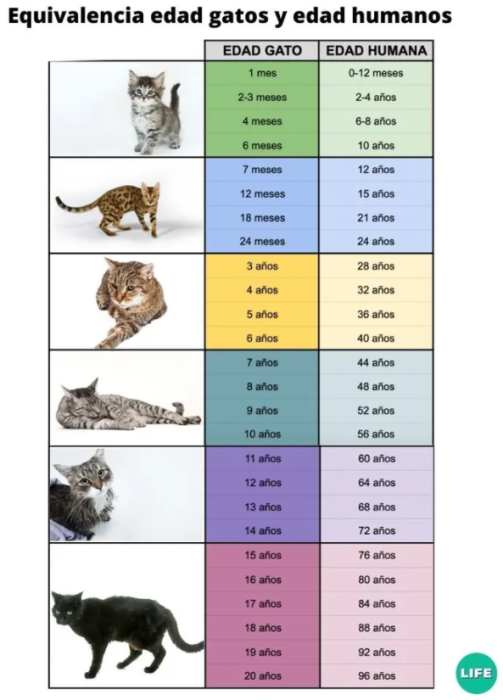 ¿Quieres saber qué edad humana tiene tu gato? 