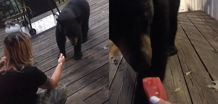 Turista comparte momento en que alimenta a oso, se hace viral pero termina en grave problema legal