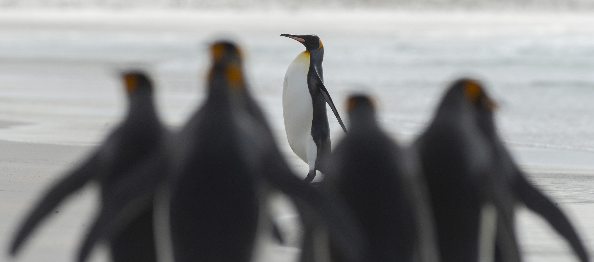 Descubren "raro" pingüino blanco en Islas Galápagos: expertos apuntan que podría tener leucismo