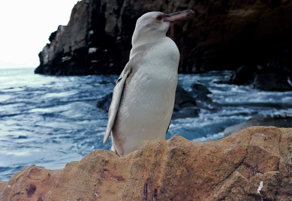 Descubren "raro" pingüino blanco en Islas Galápagos: expertos apuntan que podría tener leucismo