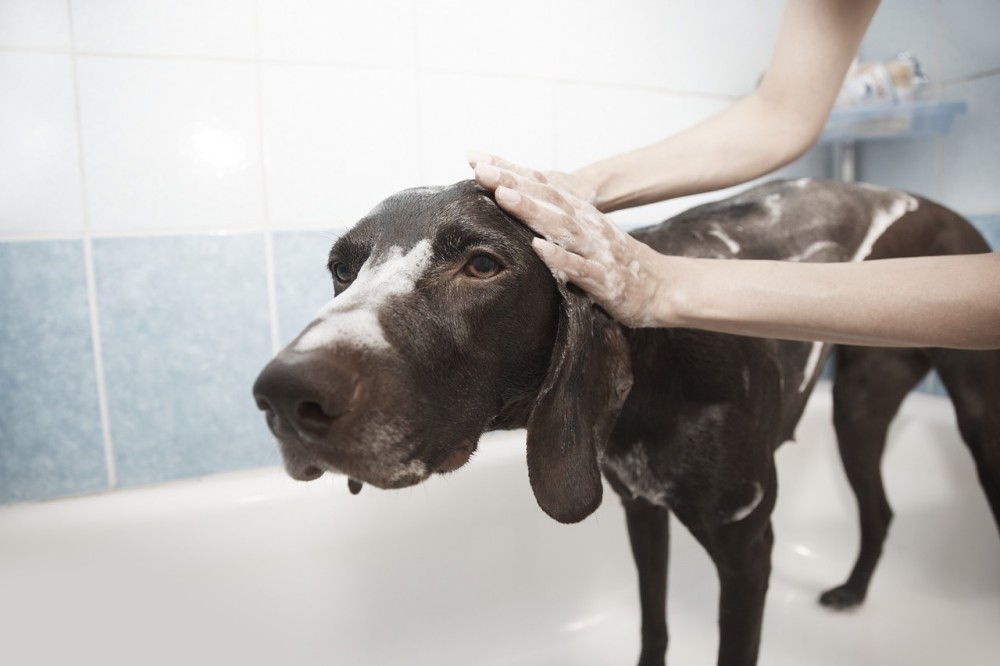 Con qué frecuencia bañar a tu perro