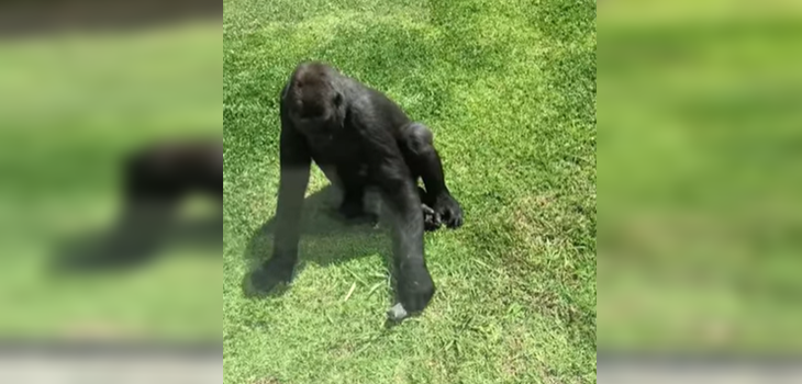 Captan increíble actuar de un gorila que ve a un pájaro herido en Australia