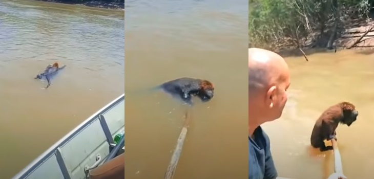 Pescadores de Brasil rescatan a mono que estuvo a punto de ahogarse: grabaron el duro momento