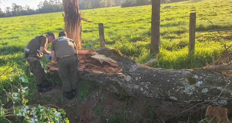 Niña de 2 años muere en accidente de tránsito: árbol cayó sobre auto en el que transitaba