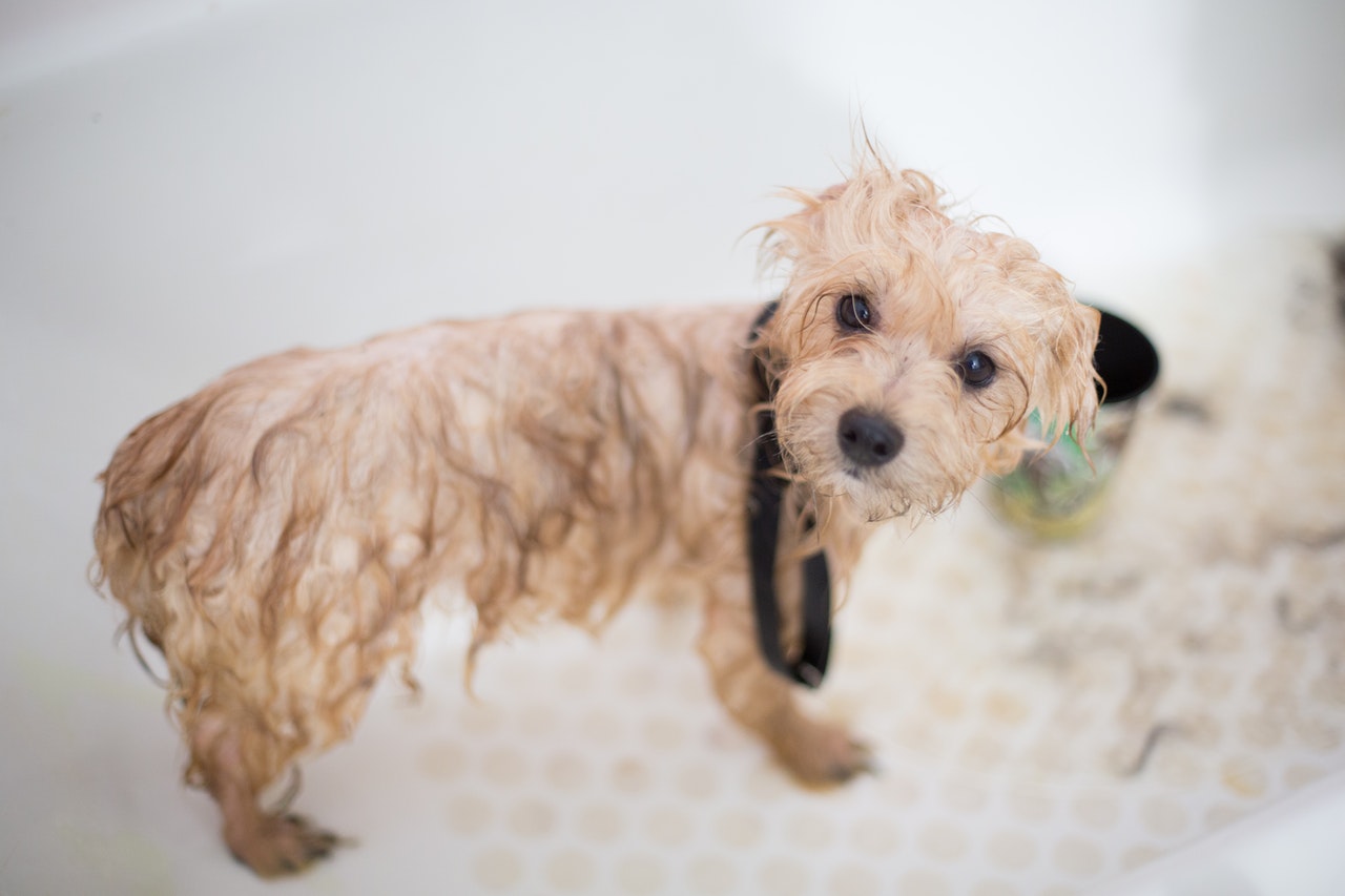 Con qué frecuencia y cómo deberías bañar a tu perro: