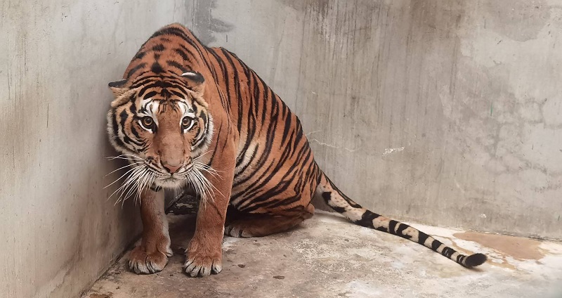 Hallan un tigre decapitado en un zoo de Tailandia sospechoso de participar en tráfico de animales