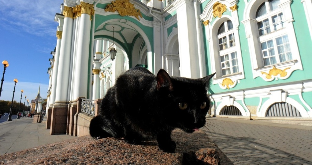 Cerca de 70 gatos del museo ruso Hermitage reciben herencia de un médico francés