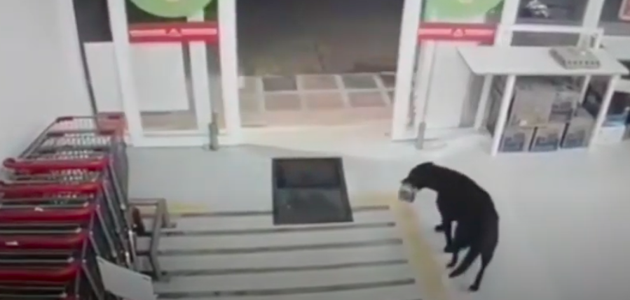 Perro entró a supermercado, robó comida y antes de salir se "desinfectó" las patas: video es viral
