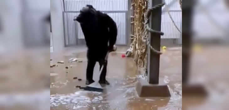 Captan a chimpancé tomando una escoba para limpiar su propia jaula: momento es viral