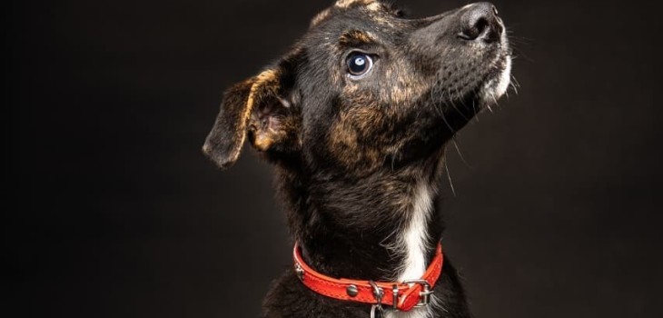 la historia de Marcelo Pablo, el cachorro que fue adoptado y devuelto a los días