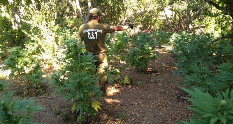Decomisan más de mil plantas de marihuana en cinco canchas 