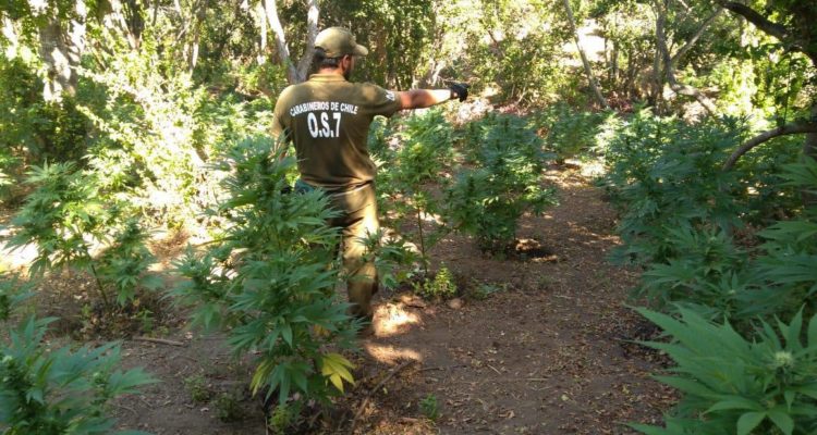 Decomisan más de mil plantas de marihuana en cinco canchas "artesanales" en la quebrada Infiernillo