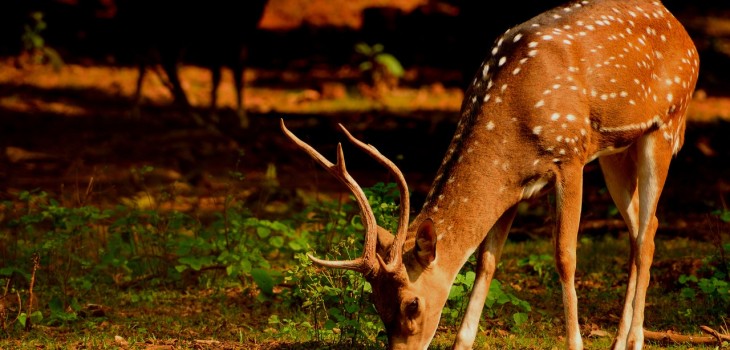 Hombre mató accidentalmente a su hijo mientras cazaba en Ohio: lo confundió con un ciervo