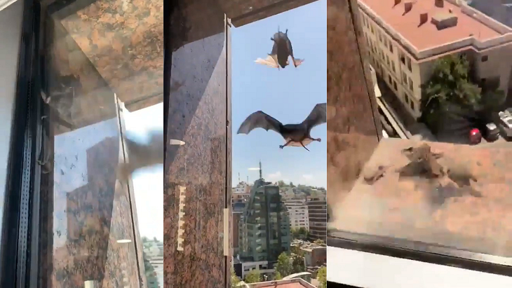 Decenas de Murciélagos son captados a plena luz del día en edificio de Las Condes