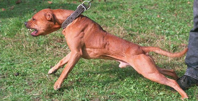 Peligroso y fuera de control: perro pitbull fue sacrificado tras atacar a 8 personas en Argentina