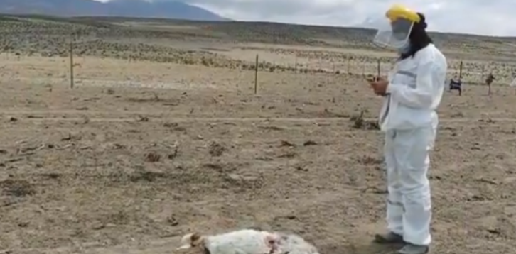 "Desconocido" depredador atacó a más de 50 animales en Colchane: vecinos dicen que es el Chupacabras