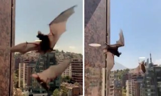 Murciélagos Las Condes