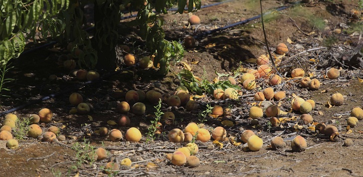 Gobierno declaró emergencia agrícola para regiones de O'Higgins y Maule: anunciaron medidas de apoyo