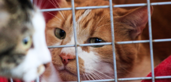 nuevas denuncias por efectos de alimentos en la salud de gatos