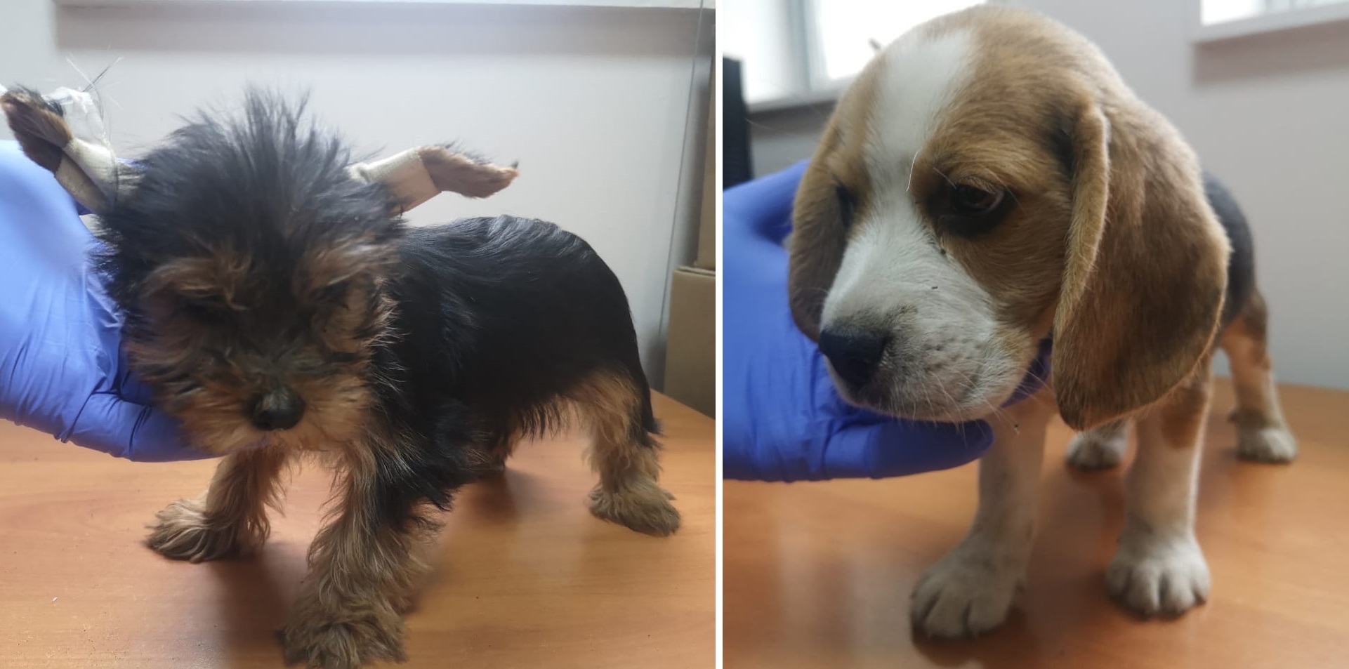 20 cachorros de raza fueron ingresados de manera ilegal desde Bolivia: fueron devueltos por SAG