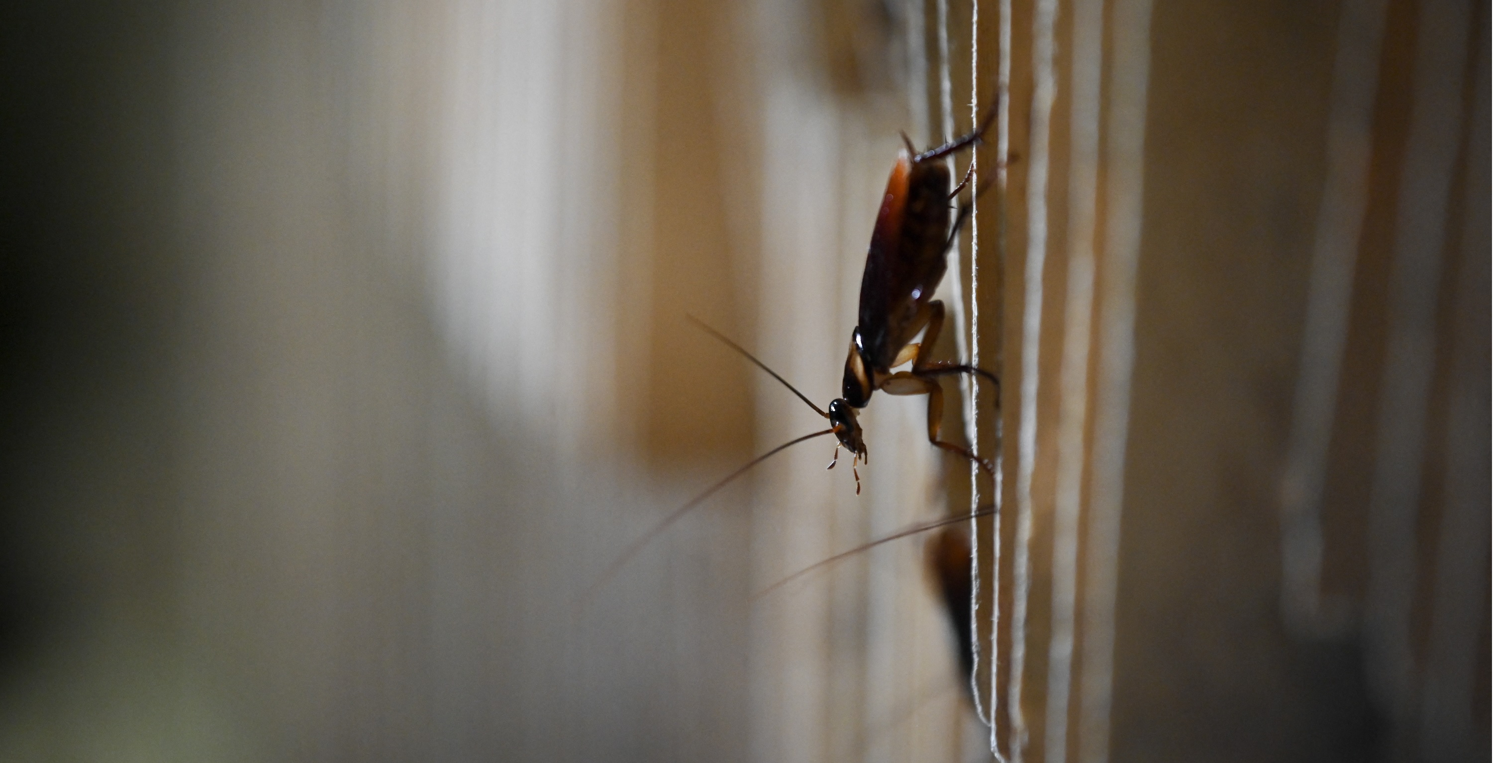 Zoológico ofrece poner el nombre de tu ex a una cucaracha para ver cómo se convierte en alimento