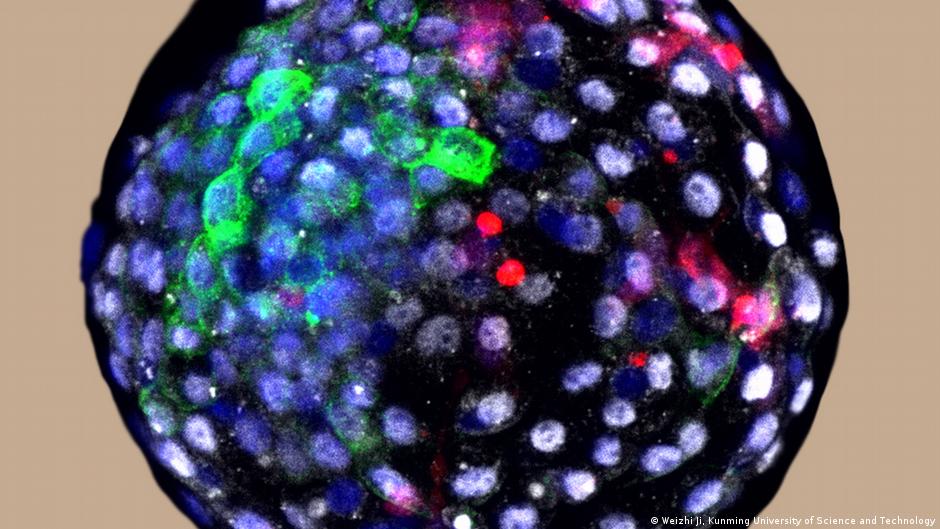 Imagen del blastocito híbrido entre material genético humano y primate | DW