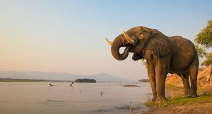 Efecto pandemia: Zimbabwe evalúa vender el derecho a cazar elefantes para financiar sus parques