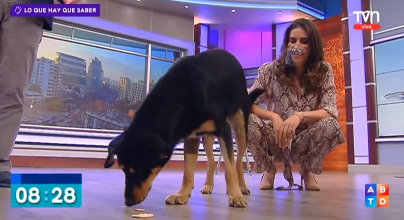 Perro callejero irrumpió en estudio del 