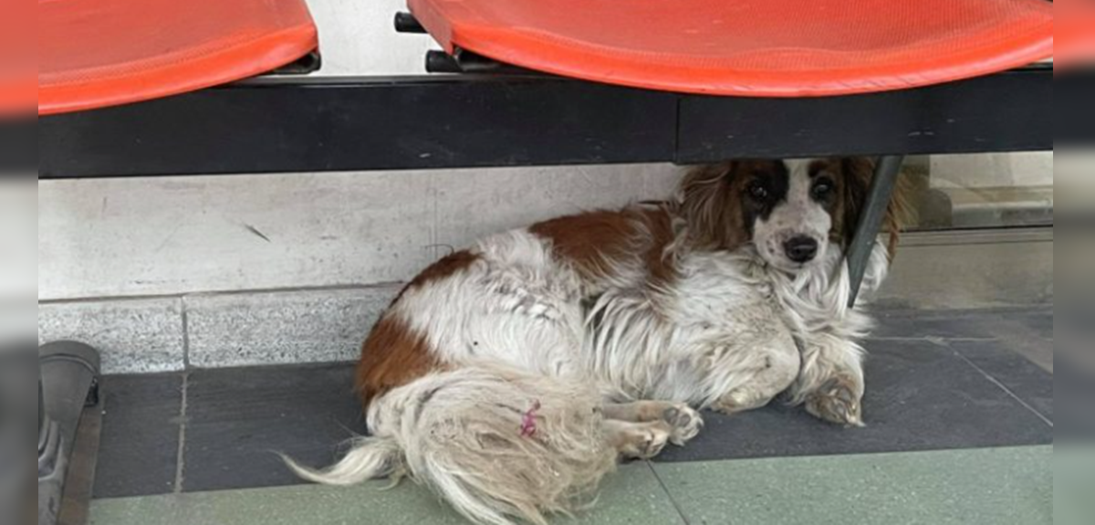 Perro espera a su dueño fallecido en Cesfam de Estación Central