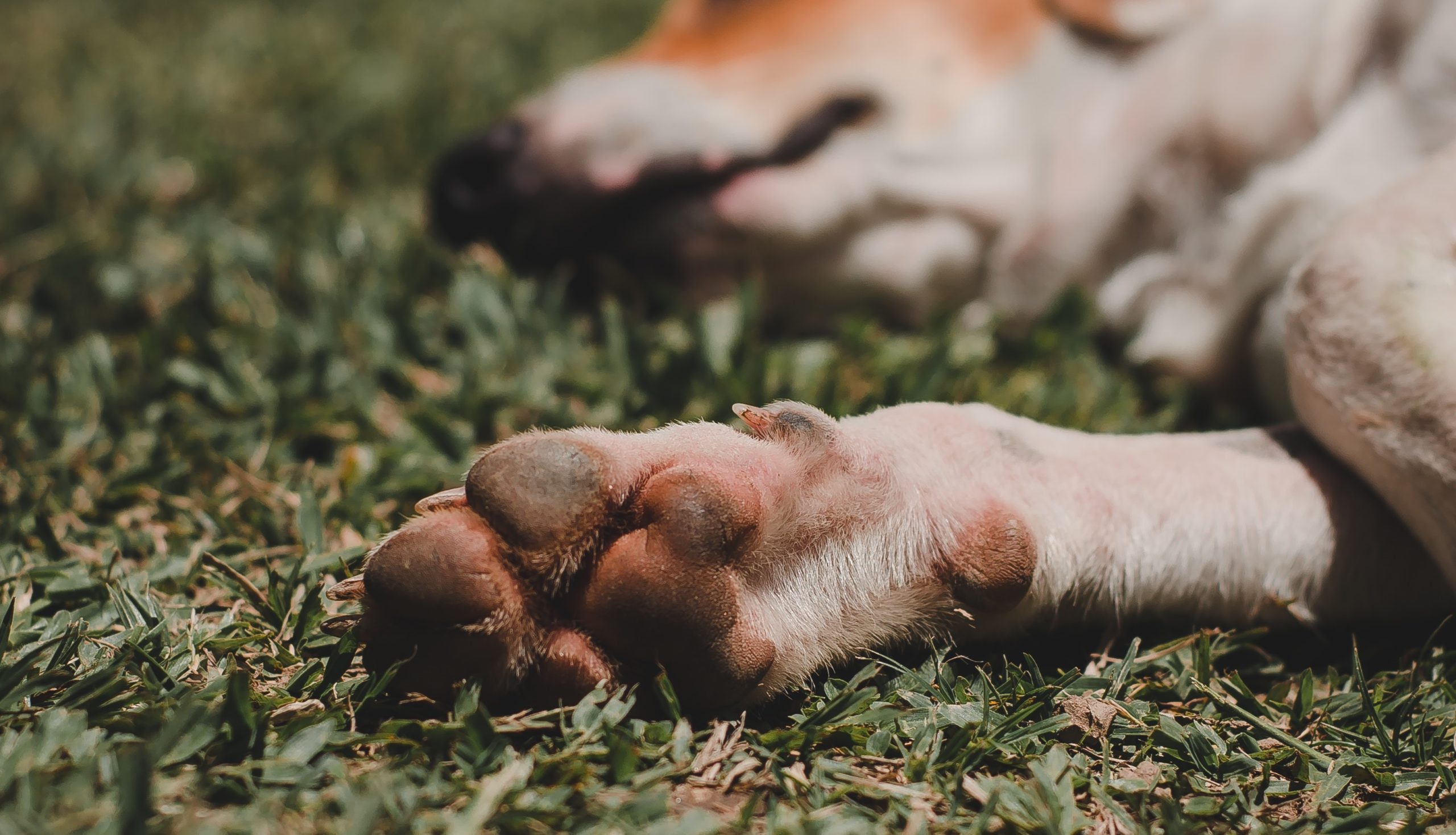 La historia del perro que fue sepultado junto a su amo en Angol: murieron con dos días de diferencia