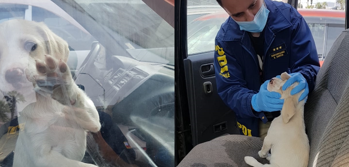 Cachorro permaneció horas dentro de vehículo en Arica: estaba deshidratado