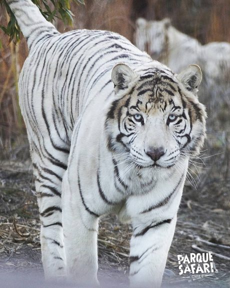 Tigre Parque Safari