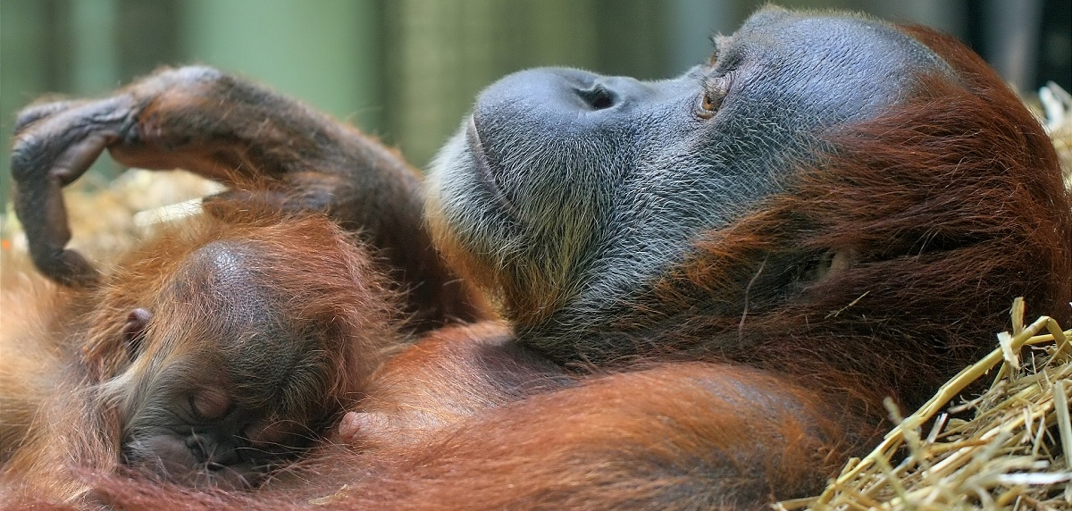 estudio primate cargan hijos despues muerte