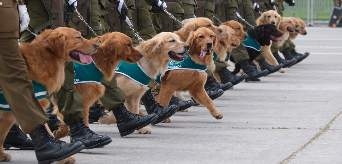 perros en la Parada Militar