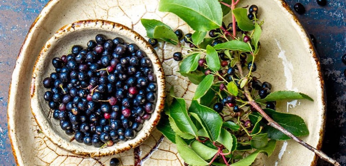 Nutricionista enumera las increíbles propiedades Maqui, la poco conocida la fruta chilena