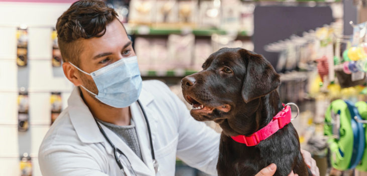 vacuna distemper perros